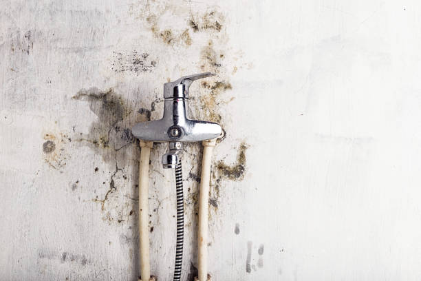 Best Home Mold Removal  in Norco, CA