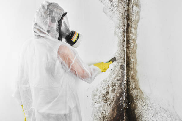 Best Toxic Mold Removal  in Norco, CA