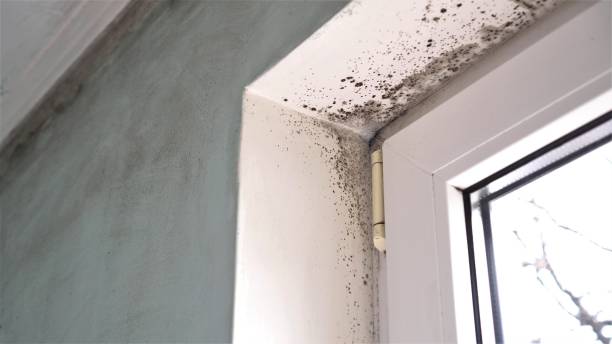 Best Mold Removal Process  in Norco, CA