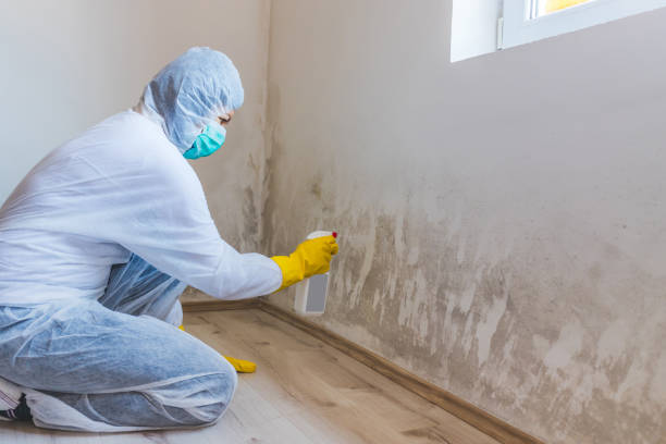 Attic Mold Removal in Norco, CA