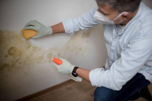 Best Emergency Mold Removal  in Norco, CA