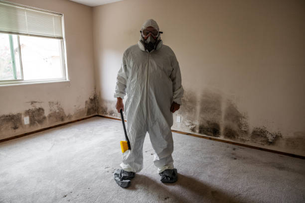 Mold Removal Process in Norco, CA