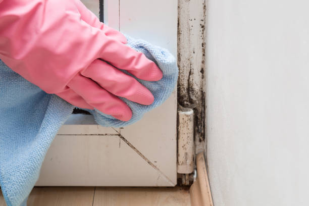 Trusted Norco, CA Mold Removal Experts