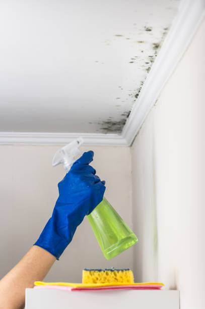  Norco, CA Mold Removal Pros