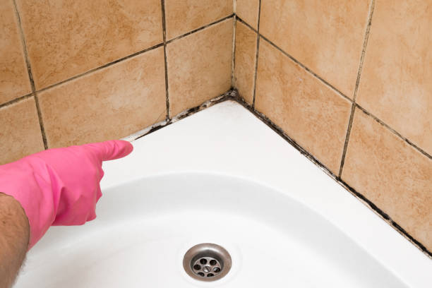 Home Mold Removal in Norco, CA