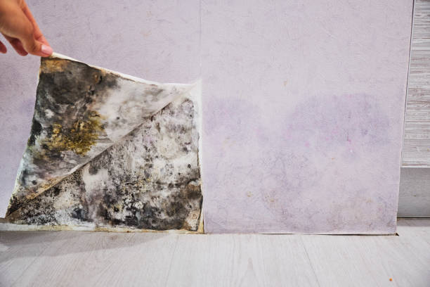 Best Emergency Mold Removal  in Norco, CA